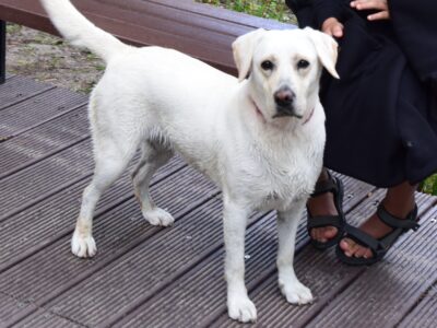 Zaginęła Suczka BELLA