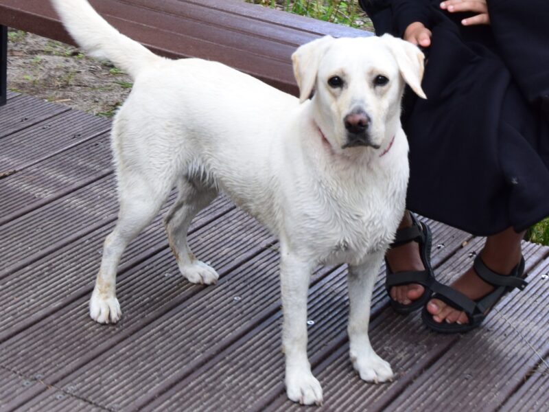 Zaginęła Suczka BELLA