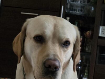 Zaginął Labrador "Miły"