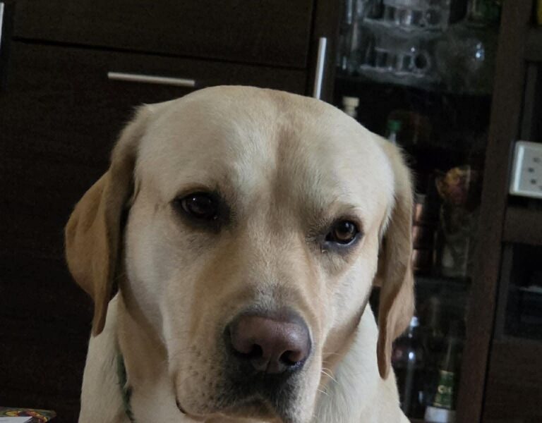 Zaginął Labrador "Miły"