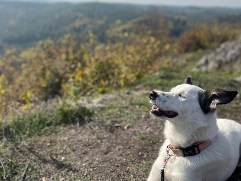 Zaginął piesek Fuks - jesteśmy zrozpaczeni