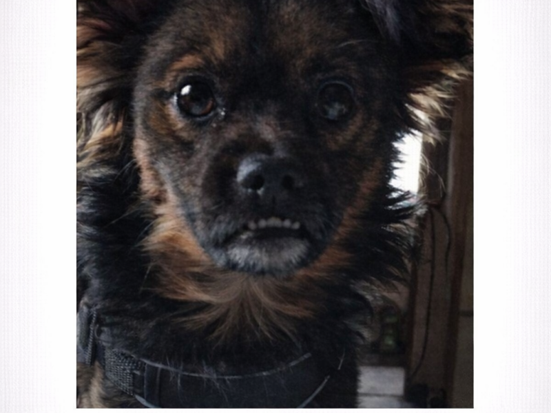 Szukam pieska - Cezar