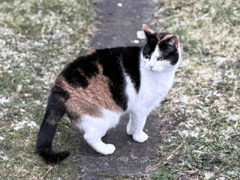 Zaginęła kotka tricolor Wrocław