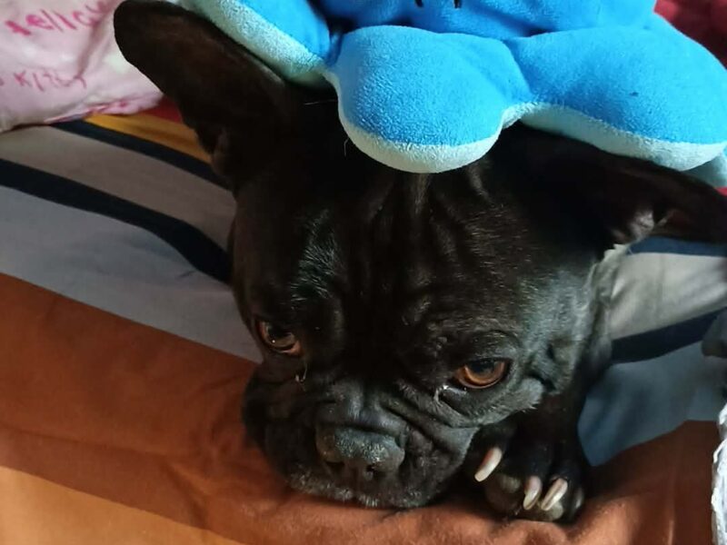 Zaginął pies Merfi