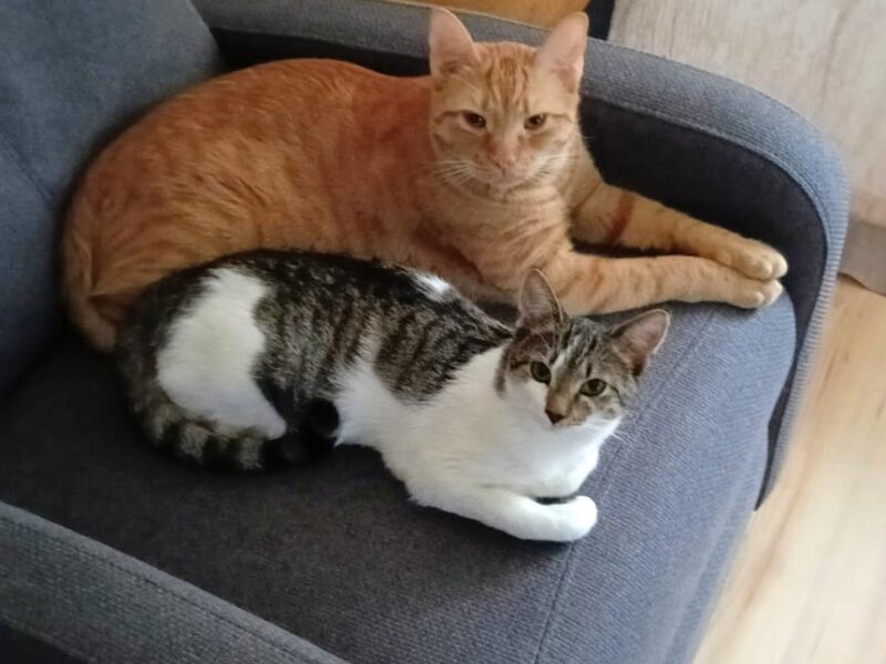 Zaginęła moja ukochana kotusia