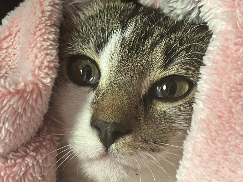 Zaginęła moja ukochana kotusia