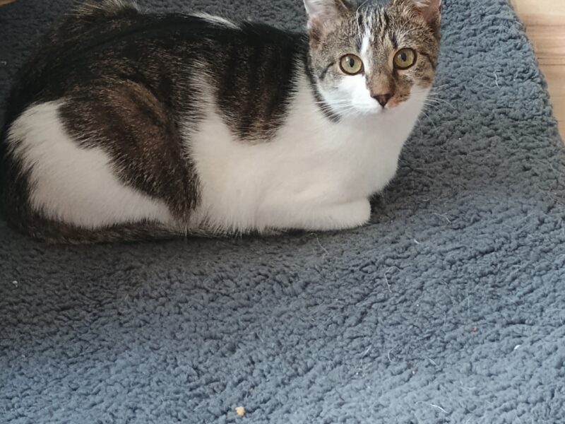 Zaginęła moja ukochana kotusia