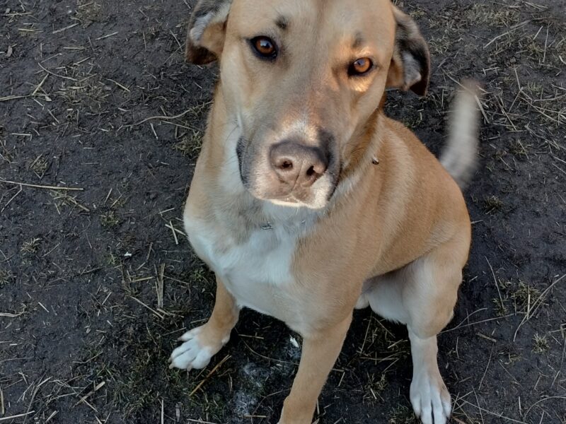 Zaginął biszkoptowy pies 🐕