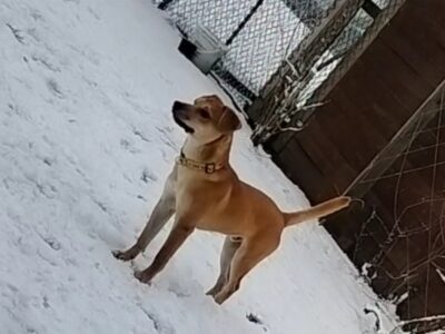 Zaginął piesek Gacek