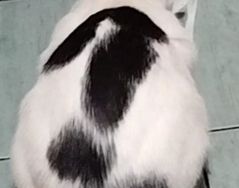 Zaginął kot Szaman