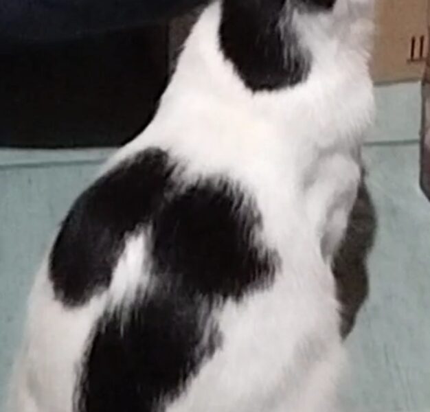 Zaginął kot Szaman