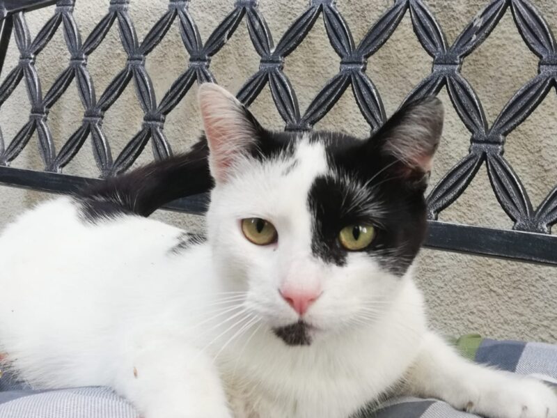 Zaginął kot Szaman