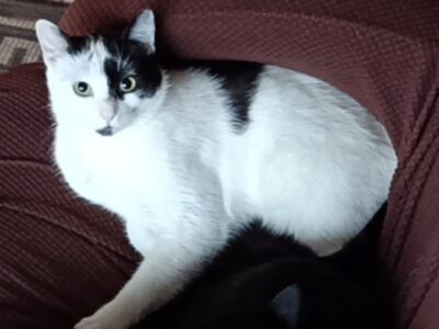 Zaginął kot Szaman