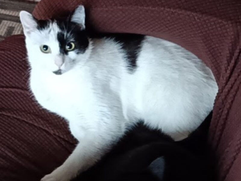 Zaginął kot Szaman