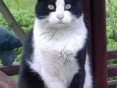 Poszukiwany kocurek Cezik