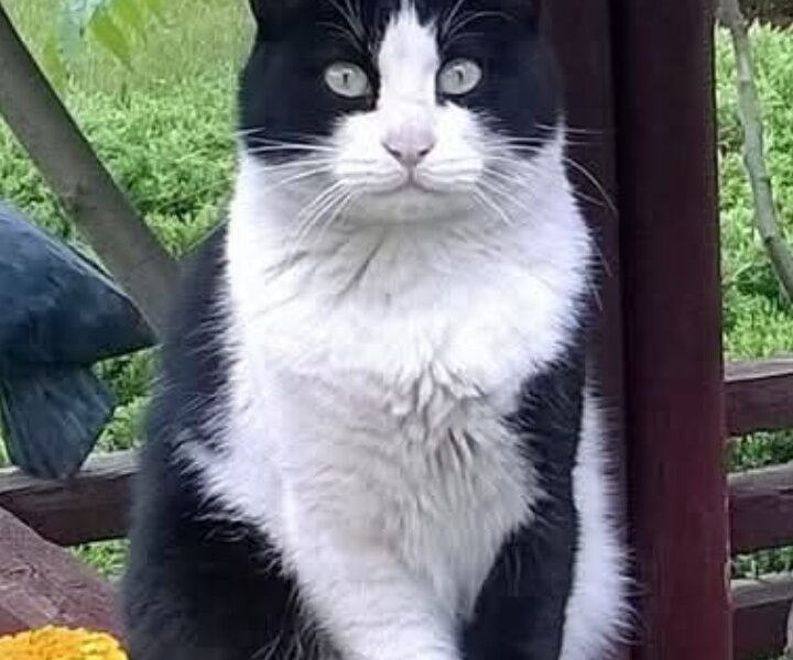 Poszukiwany kocurek Cezik