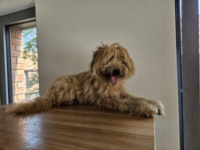 Zaginęła suczka Eli