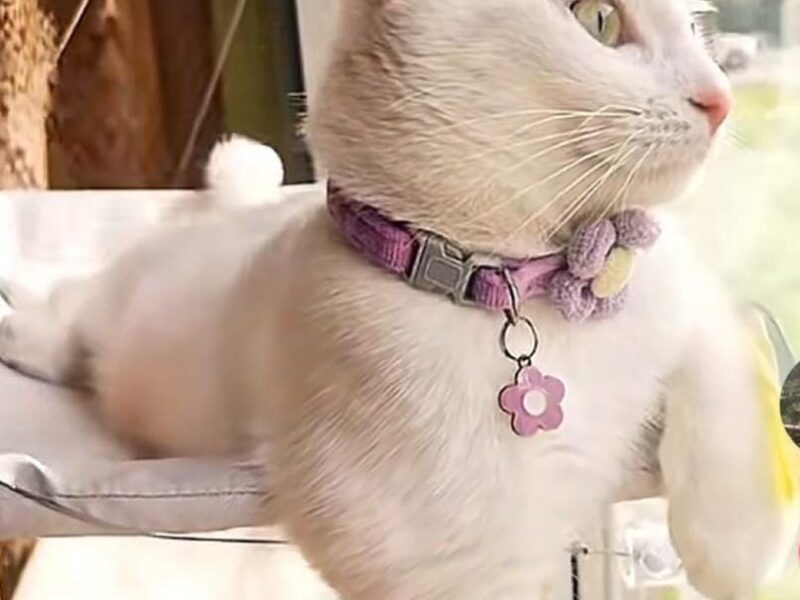 Zaginęła kotka Miła