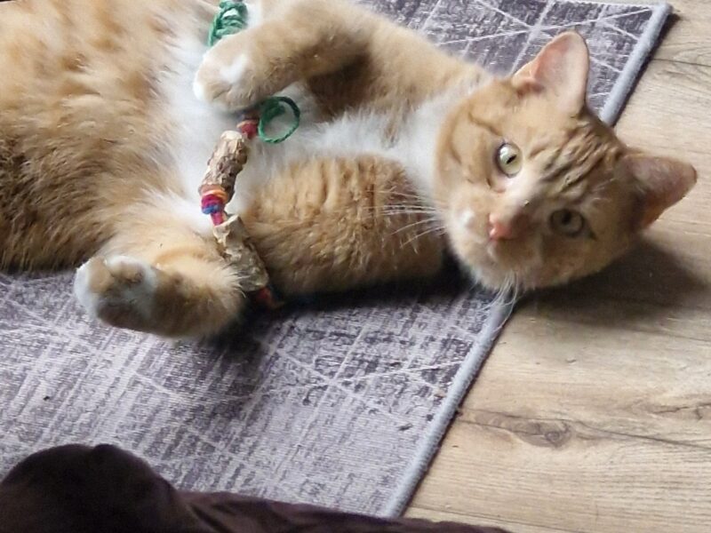 Zaginął nasz kocurek Mieszko