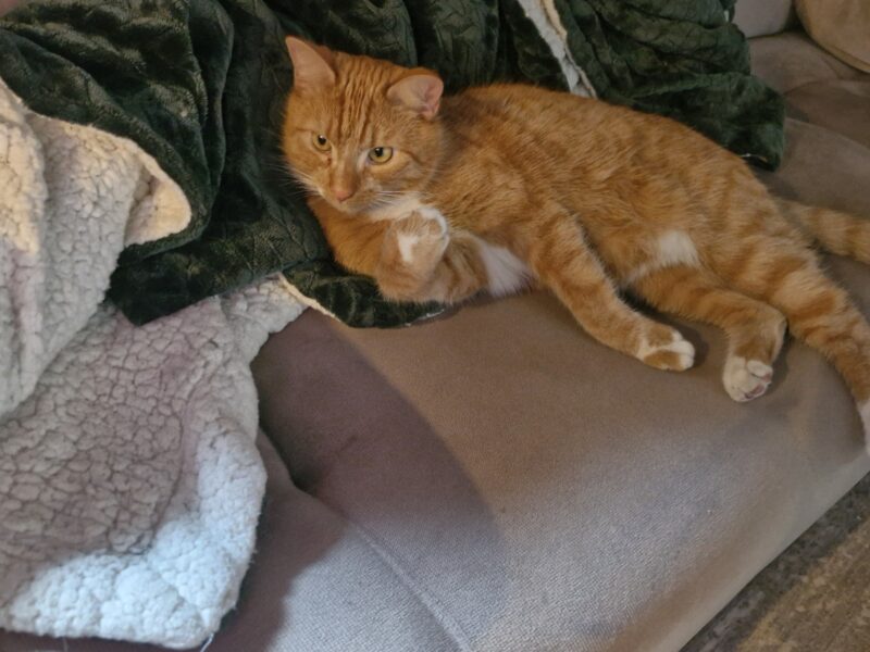 Zaginął nasz kocurek Mieszko