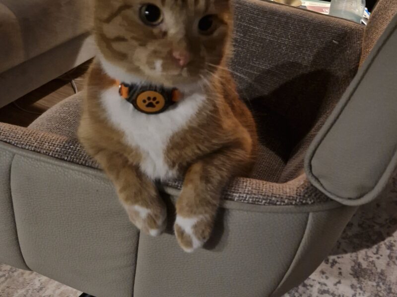 Zaginął nasz kocurek Mieszko