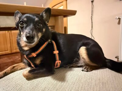 Zaginęła sunia Czika