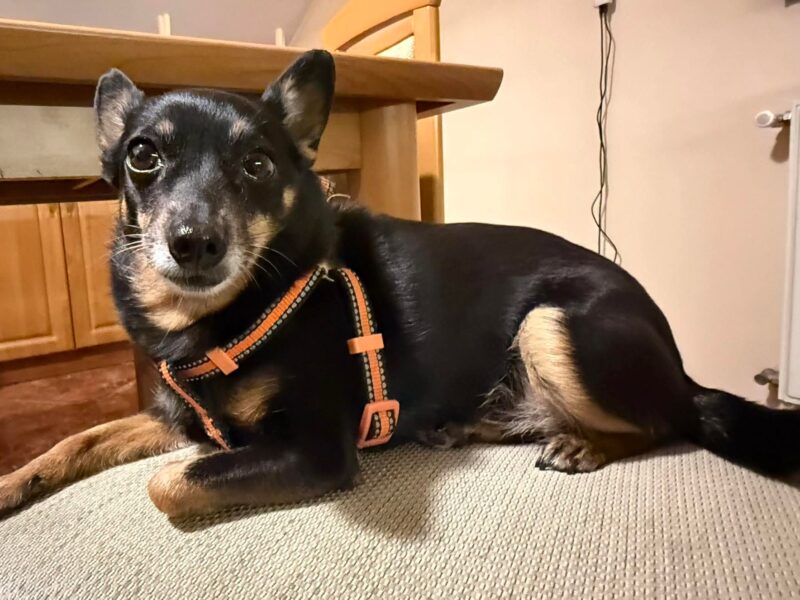 Zaginęła sunia Czika