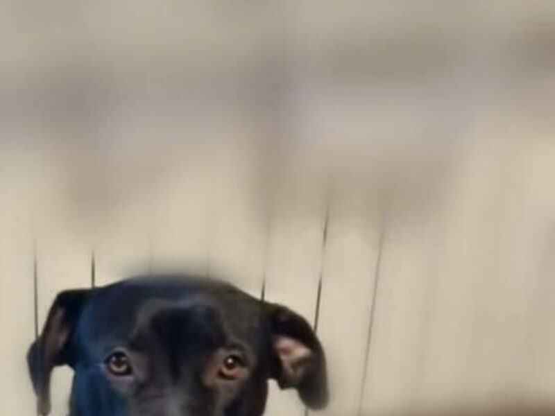 Zaginęła sunia Luna ! Proszę o pomoc !