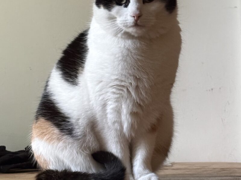 Zaginęła kotka tricolor Wrocław