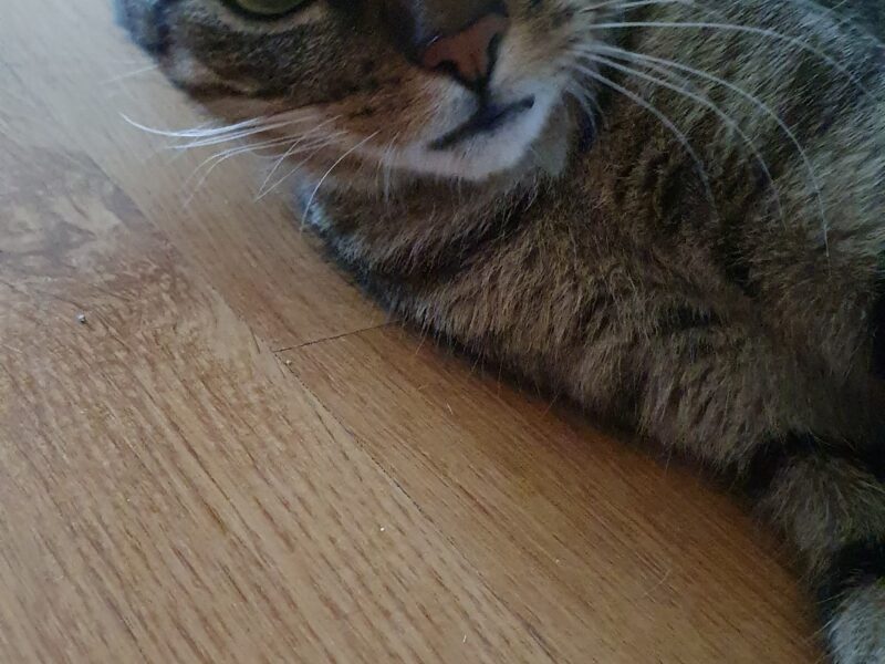 Zaginęła kotka Frania Leszczyny, Przegędza