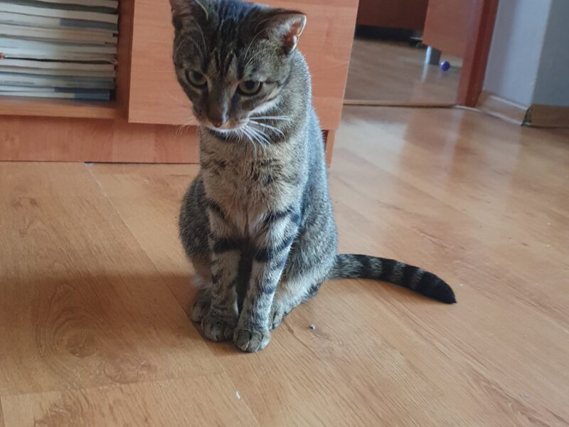 Zaginęła kotka Frania Leszczyny, Przegędza