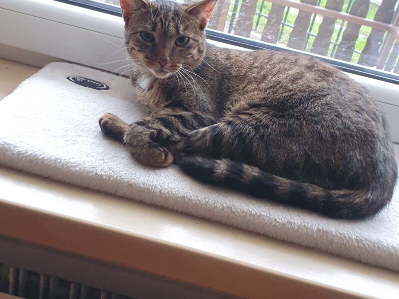 Zaginęła kotka Frania Leszczyny, Przegędza