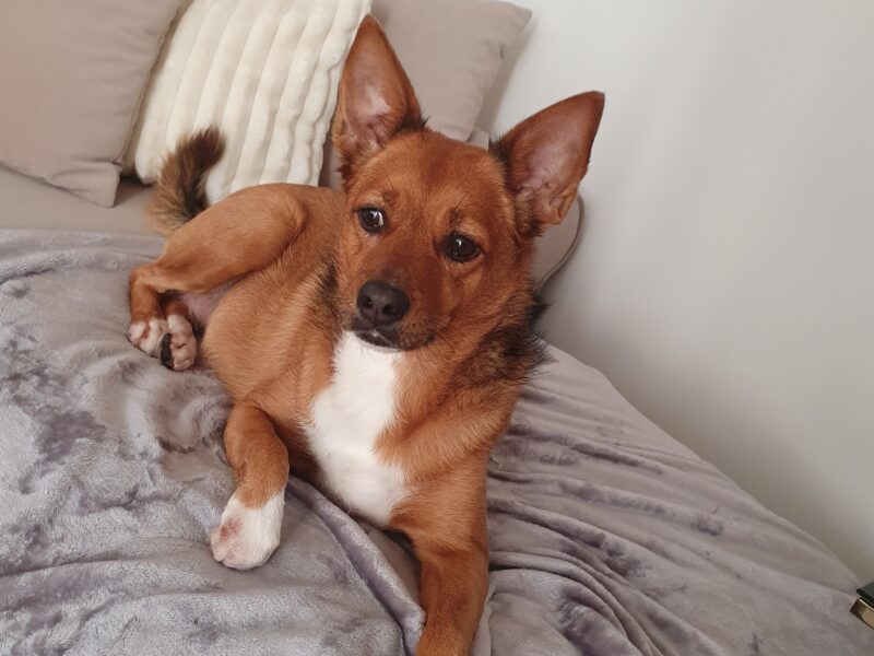 Odnalazła się Czika