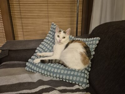 ZAGINĘŁA KOTKA MALINA