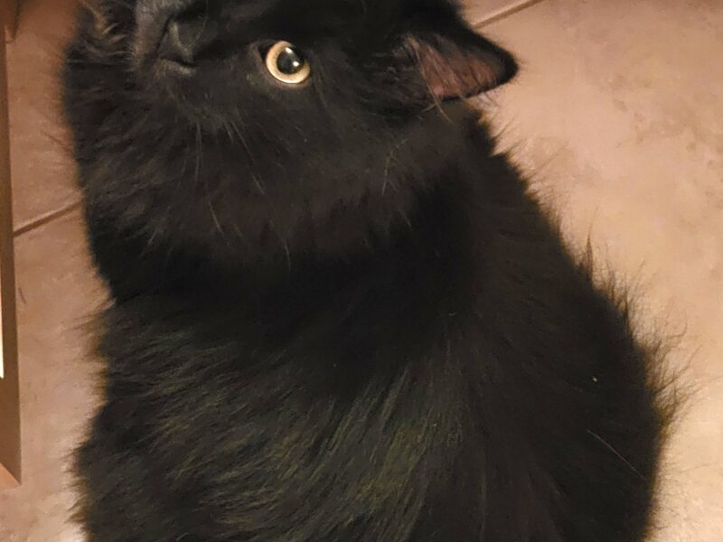 Jurgów! Zaginął czarny kotek z puszystm ogonem!