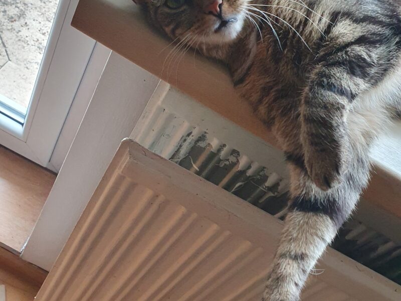 Zaginęła kotka Frania Leszczyny, Przegędza