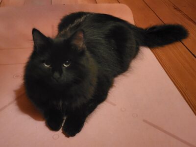 Jurgów! Zaginął czarny kotek z puszystm ogonem!