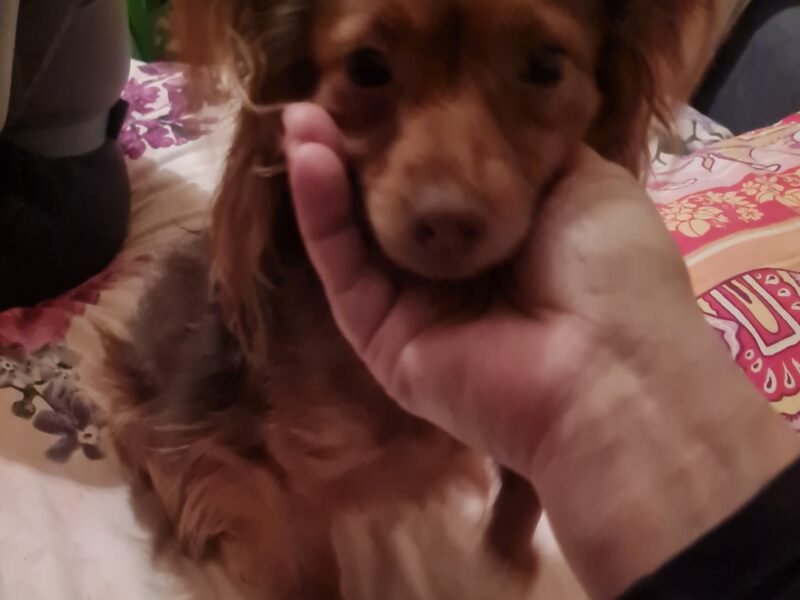 Zaginął mały rudy długowłosy piesek