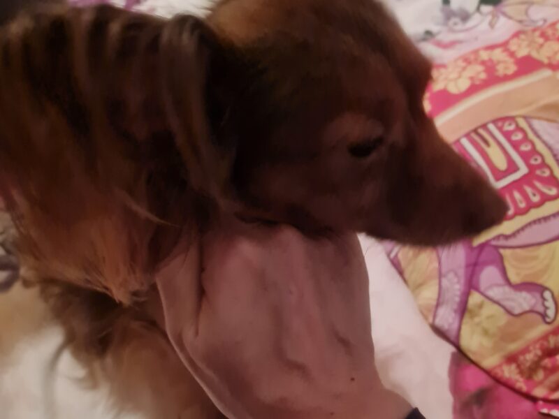 Zaginął mały rudy długowłosy piesek