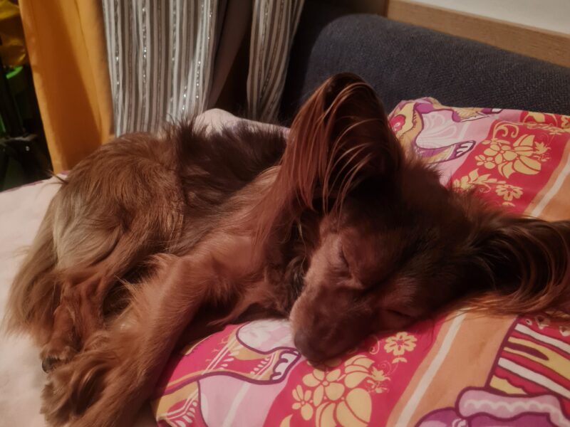 Zaginął mały rudy długowłosy piesek