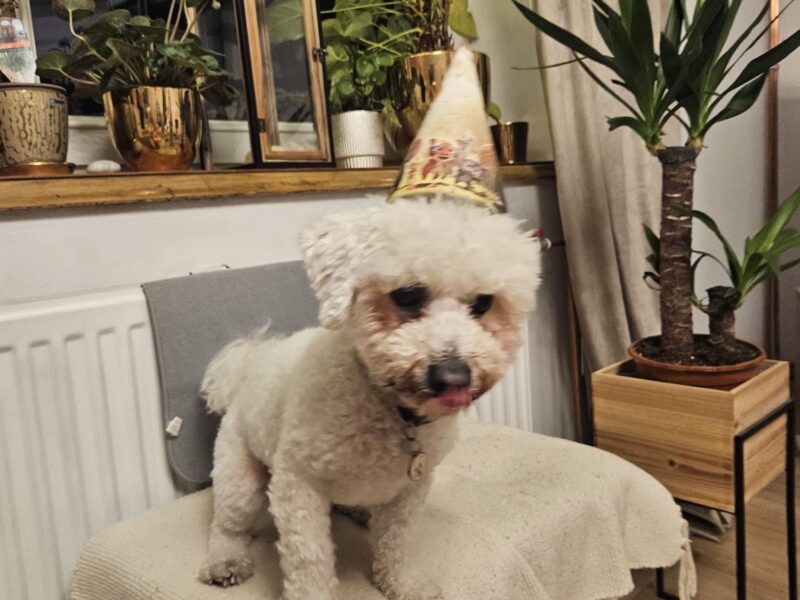 Zaginął piesek Bichon Frise (Wawer Warszawa)