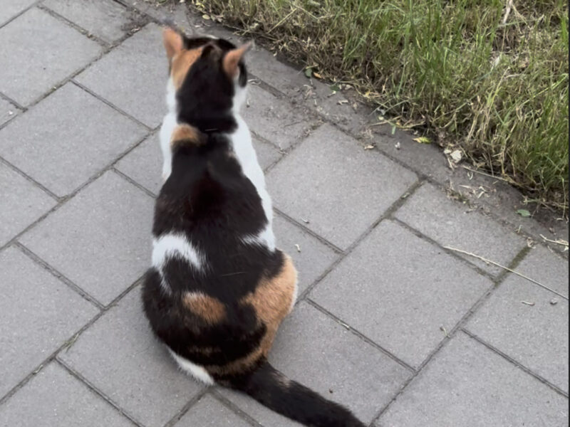 Zaginęła kotka tricolor Wrocław