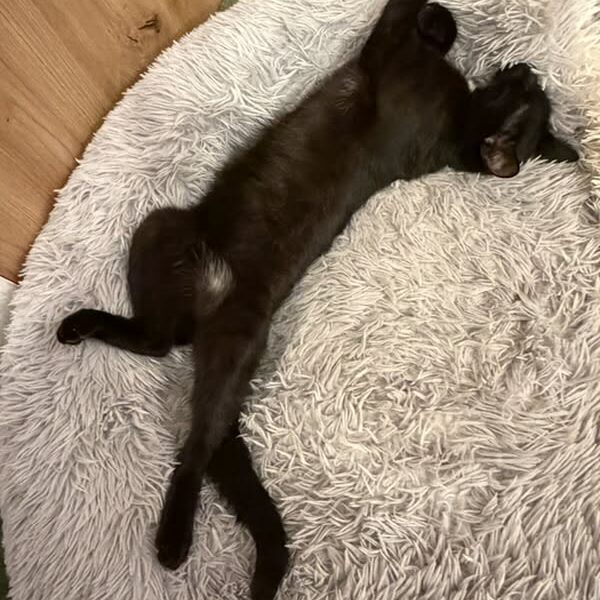 ZAGINĄŁ KOT ŚLEDŹ