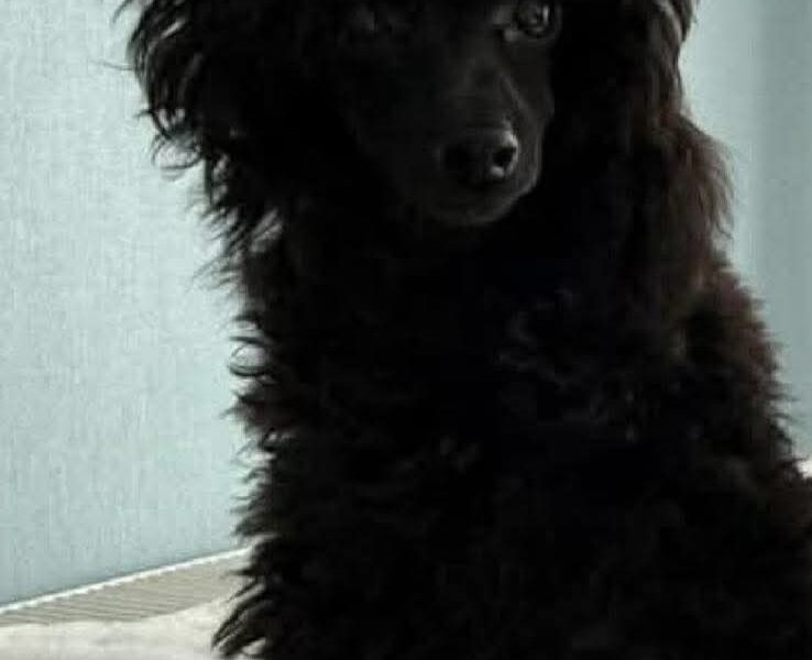 Zaginął szczeniak Pudel Toy Valentino