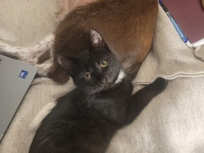 ZAGINĄŁ KOT ŚLEDŹ