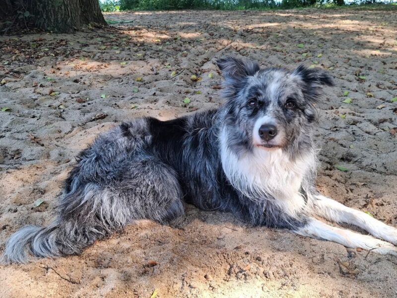 Zaginął Border Collie