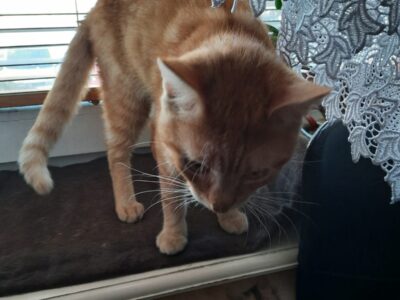 Zaginał kotek Gucio