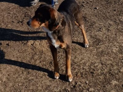 Zaginął pies Brutus