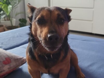 Poszukuję Psa Leona