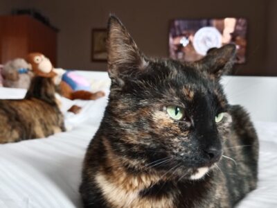 Zaginęła kotka Gdańsk